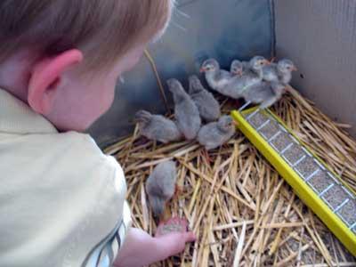 Guineahøne derhjemme - uhøjtideligt biologisk våben i kampen mod Colorado-boblen