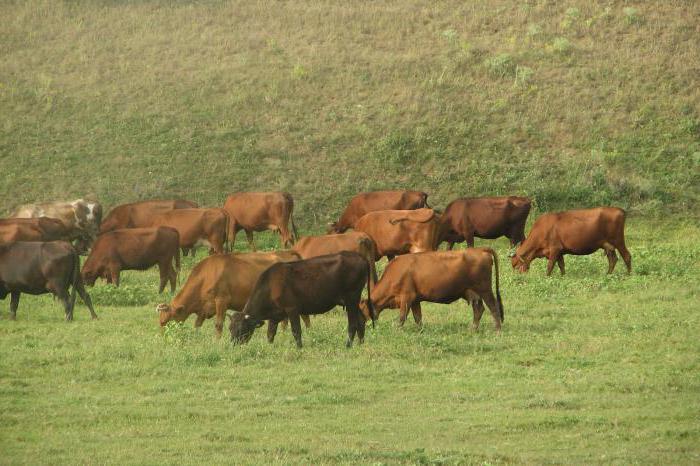 rød steppe race af køer beskrivelse 