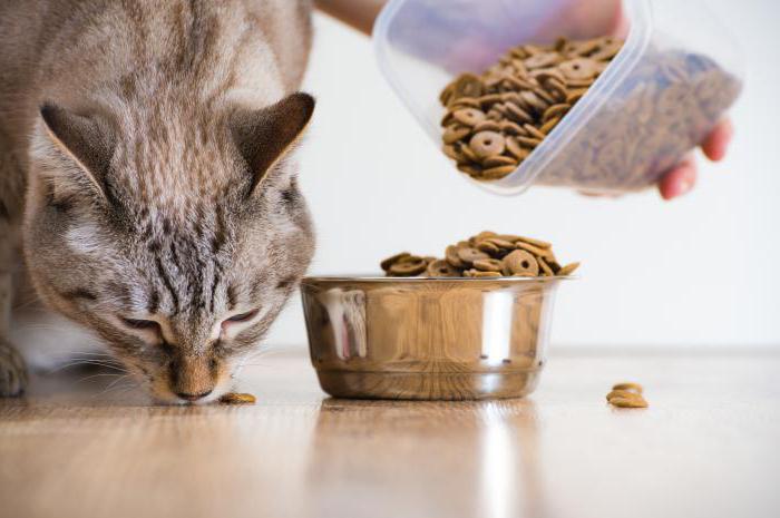 Acana - mad til katte: fortjenester, nedfald og anmeldelser