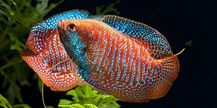 lalium akvarium fisk foto 