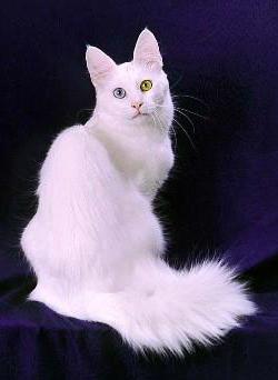 Tyrkisk angora - kat af vidunderlig skønhed