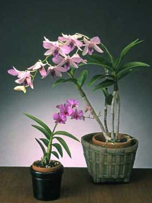 Dendrobium: pleje. Hvad skal man gøre, når orkideen blomstrer?