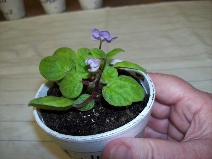 hvordan man plante en violet