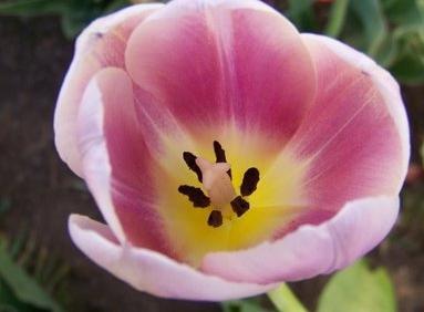 pas på tulipaner efter blomstring