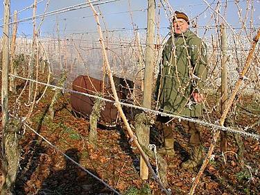 Forberedelse af druer til vinter i uralerne: Hvad skal man gøre for at forhindre, at vinen bliver frosset