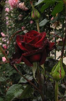 Rose Black Magic: Variety Description