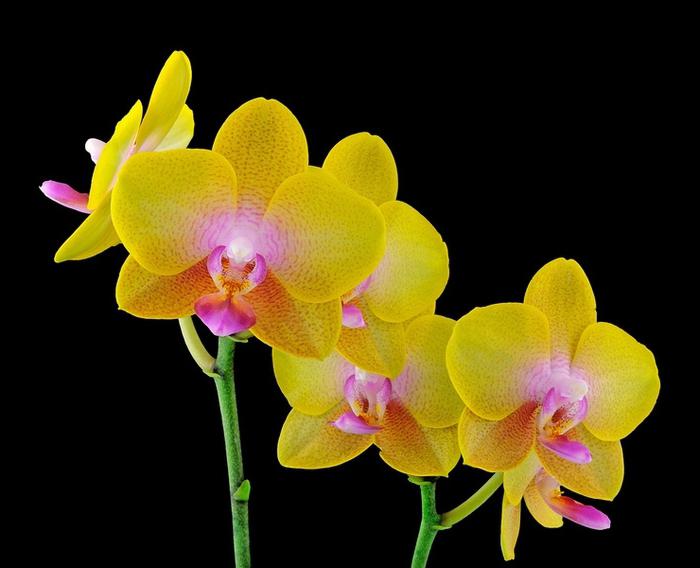 De mest populære arter af orkideer er Phalaenopsis. Hvordan skal man passe på denne smukke plante og hvordan man kan formere den?
