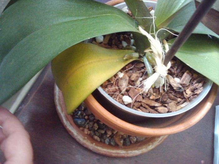 Orkidébladet bliver gul - er det værd at bekymre sig?