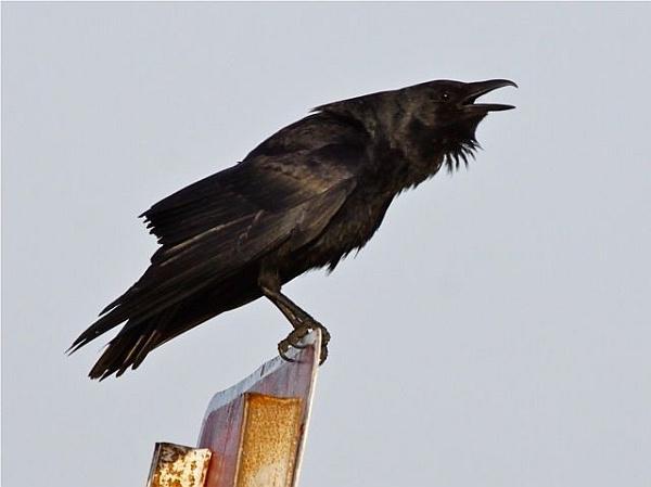 Drøm Fortolkning: Hvad drømmer en Crow om?