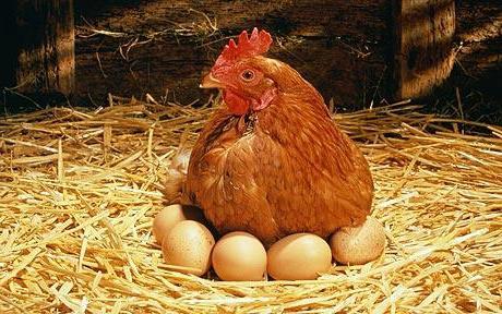 Drømmetolkning: Hvilke kyllinger ligner