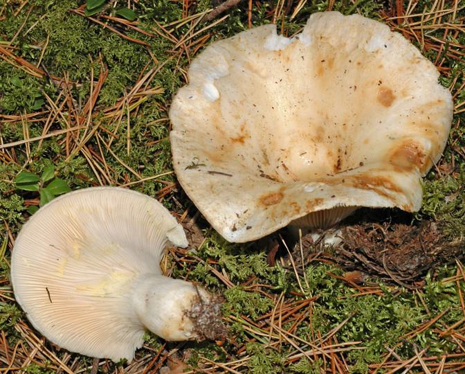 Nyttige egenskaber ved svampe for mennesker