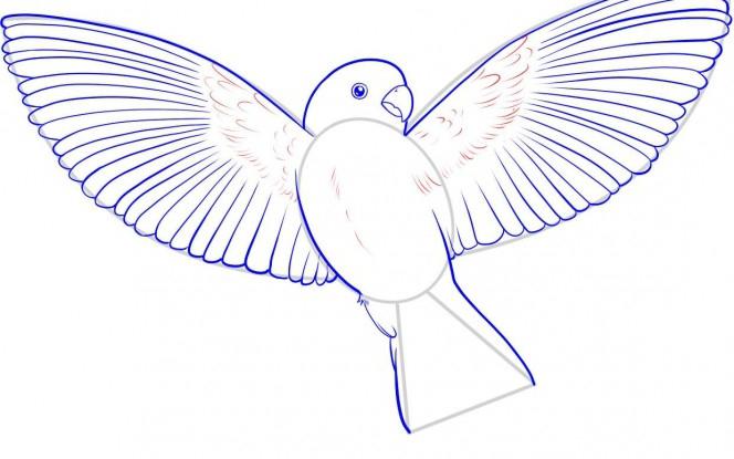Hvordan tegner fugle: en praktisk vejledning