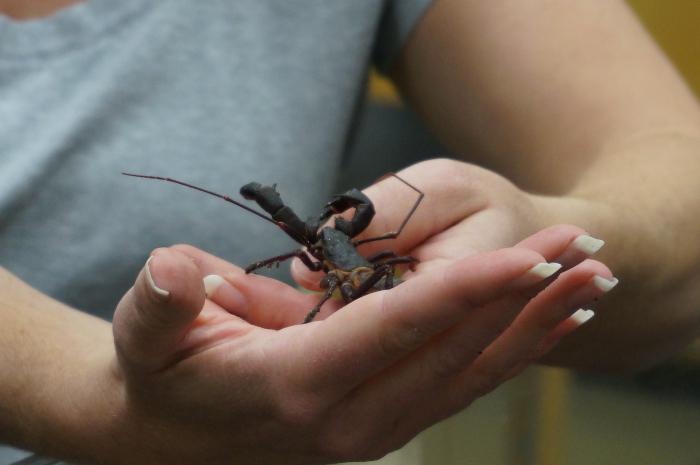 Entomolog - et erhverv forbundet med undersøgelse af insekter. Hvor relevant er det?
