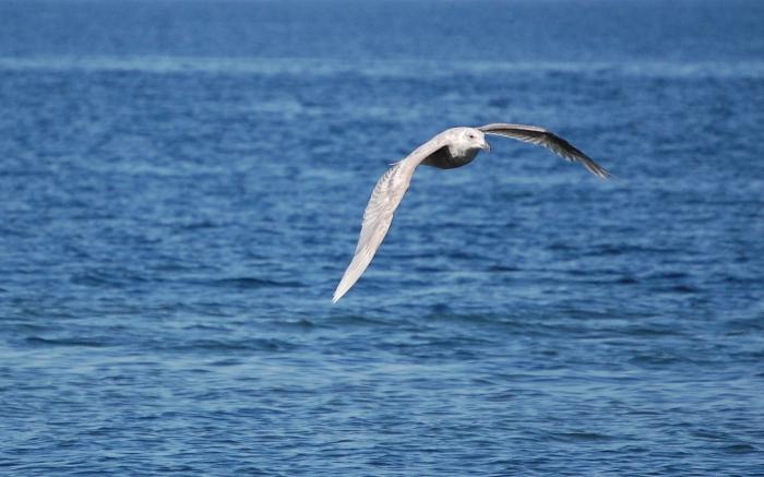 Seagull - Coastal bird
