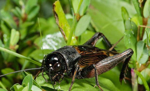 Hvad spiser cricket i naturen og i menneskelig beboelse?