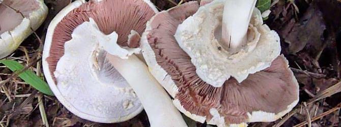 Hvordan skelne mushrooms fra skraldespand på eksterne funktioner