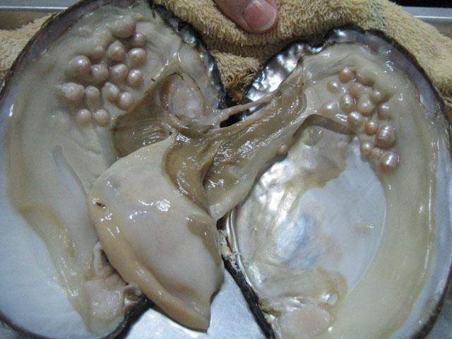 typer af østers til perler