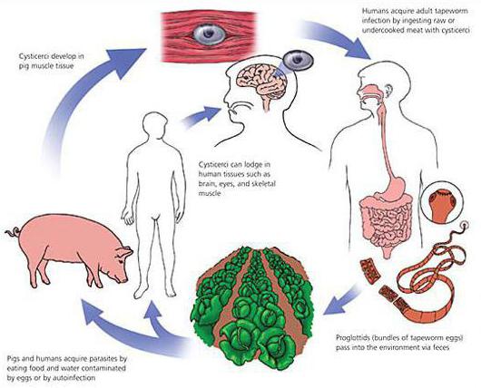 stadier af livscyklusen hos en gris kæde 