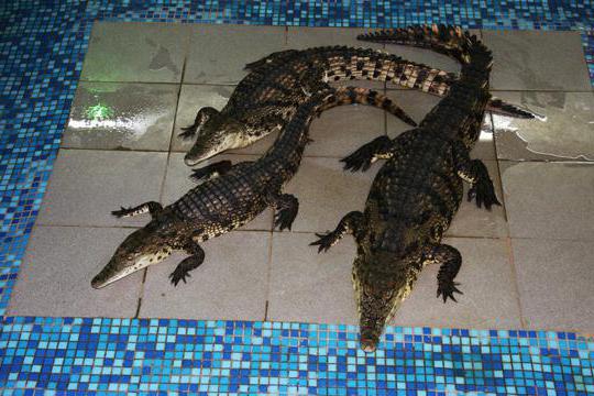 Krokodille gård i Jekaterinburg: pris